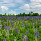 Lupinen / Lupinus angustifolius L.